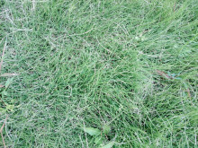 口コミ：
  芝生のお手入れにはコレ【イデコンポガーデンEV　3kg】　2
の画像（6枚目）