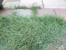 口コミ：
  芝生のお手入れにはコレ【イデコンポガーデンEV　3kg】　2
の画像（10枚目）