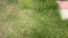 口コミ：
  芝生のお手入れにはコレ【イデコンポガーデンEV　3kg】　2
の画像（8枚目）