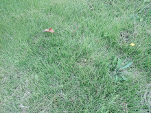 口コミ：
  芝生のお手入れにはコレ【イデコンポガーデンEV　3kg】　2
の画像（7枚目）
