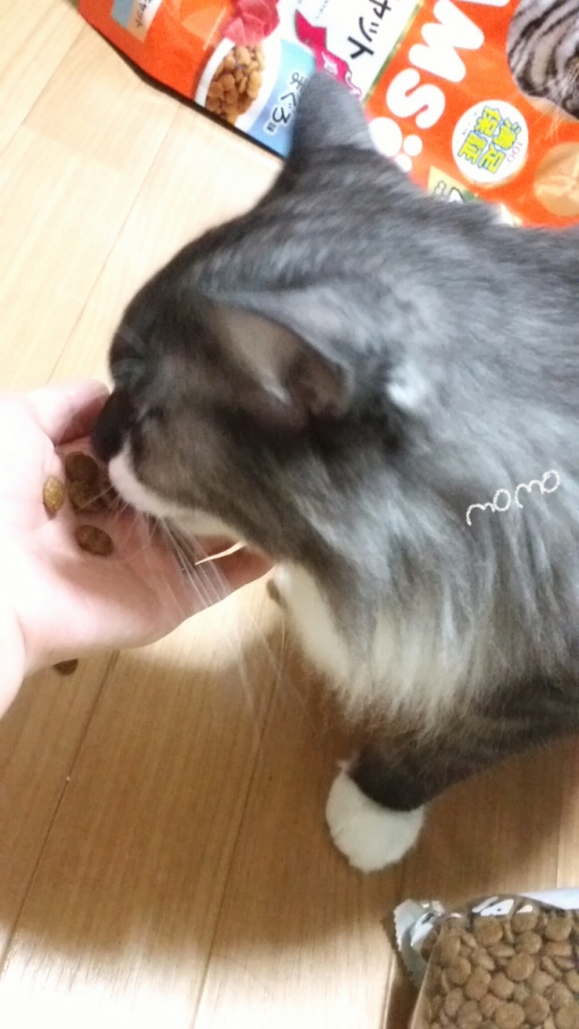 口コミ：猫ちゃん大喜びアイムスキャットドライフード成猫用インドアキャットまぐろ味の画像（7枚目）