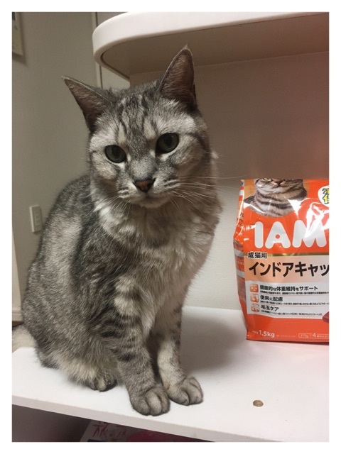 口コミ：IAMS ｜『成猫用インドアキャットまぐろ味』の画像（5枚目）