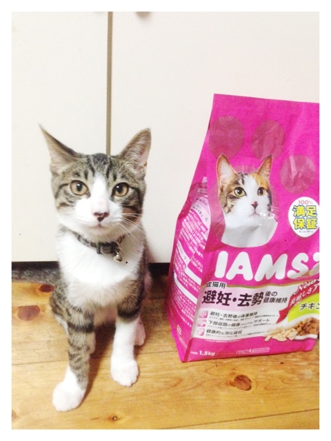 口コミ：アイムス IAMS 避妊・去勢後の健康維持に♡鈴食事中♡の画像（1枚目）