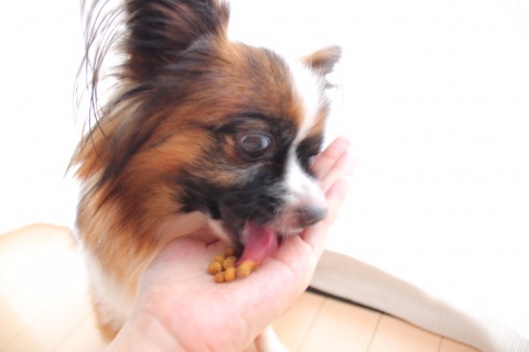 口コミ：スーパーナチュラルドッグフード ハロー ✩ 小粒で小型犬でも食べやすい♪の画像（8枚目）