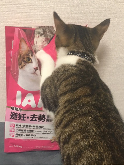 口コミ：アイムスモニター・猫ごはんの画像（4枚目）