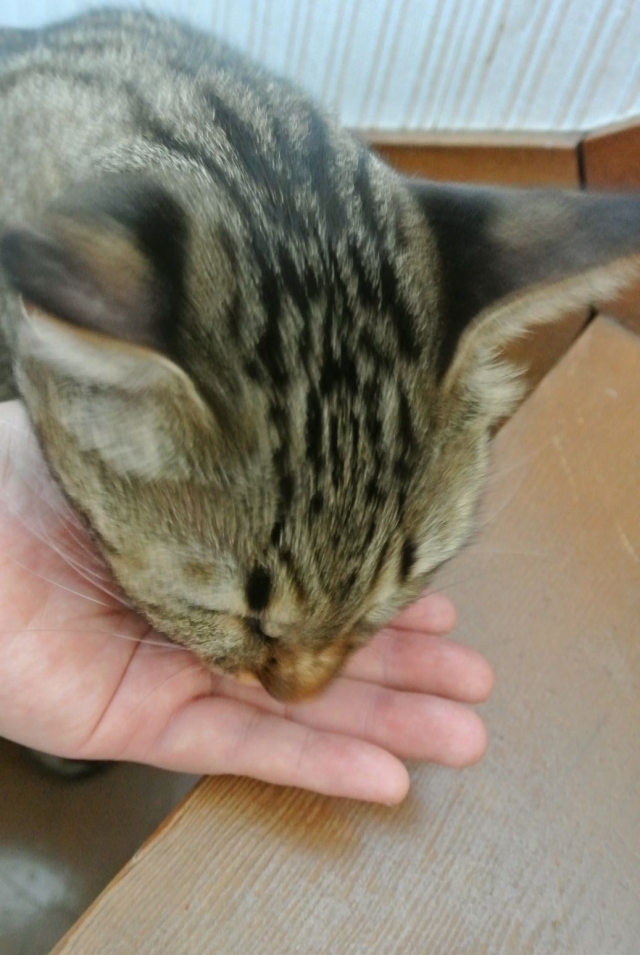 口コミ：史上最高においしいアイムスできました☆成猫用　インドアキャット　まぐろ味の画像（10枚目）