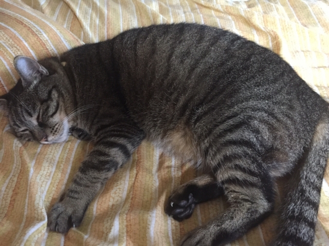 口コミ：愛猫の太りやすい体質に配慮♪プレミアムキャットフード　メディファス避妊去勢ケアの画像（3枚目）