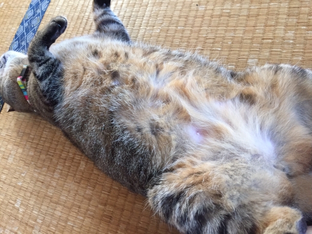 口コミ：愛猫の太りやすい体質に配慮♪プレミアムキャットフード　メディファス避妊去勢ケアの画像（4枚目）
