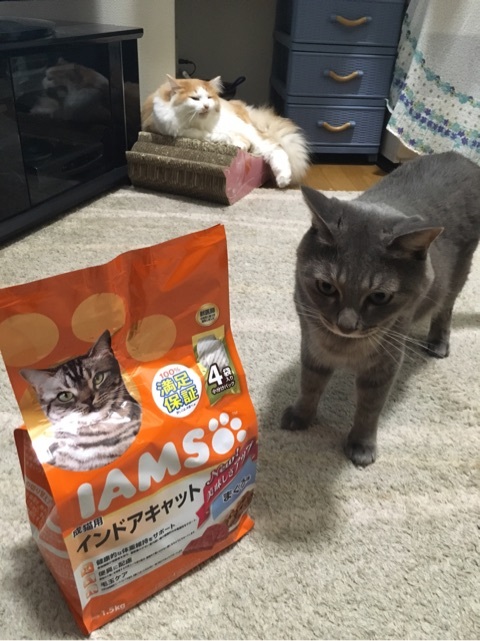 口コミ：アイムス史上最高の美味しさ★成猫用インドアキャットまぐろ味の画像（1枚目）