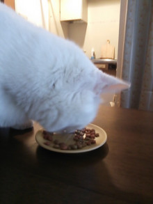 口コミ：モニプラ、当選。～愛猫の吐き戻しでお悩みの方へ～銀のスプーン食事の吐き戻しを軽減するフードの画像（6枚目）