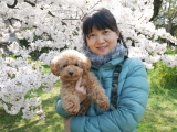 「桜の季節に愛犬と♪」の画像（1枚目）
