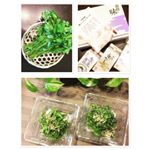 今朝産直に出かけたら、この時期なのにセリが売っていてビックリ‼️もちろん購入です😊鎌田醤油さんモニターの白だしを加えてセリのごま和えを作りました✌️️ #鎌田醤油 #monipla #モニター…のInstagram画像