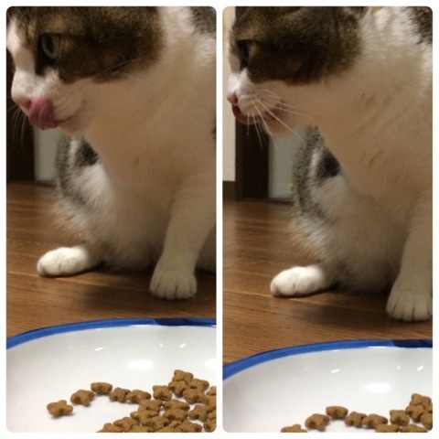 口コミ：メディファス♡太りやすい愛猫ちゃんのごはん！の画像（5枚目）