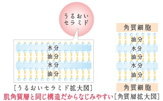 口コミ：
  忙しい朝用スキンケアを冬支度！プモアミルキーローション+モイストクリーム
の画像（9枚目）