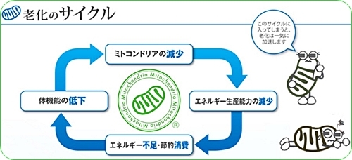 口コミ：★お肌の調子がイマイチ、疲れやすい→細胞のエネルギー不足が原因！それには「ミトコンサプリP3」♪の画像（1枚目）