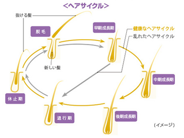 口コミ：気になる抜け毛やへたれ髪に #シャルエーゼ 頭皮エッセンス #シャルレ #頭皮ケア #育毛の画像（4枚目）