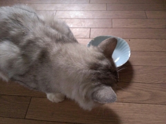口コミ：§　～愛猫の吐き戻しでお悩みの方へ～銀のスプーン食事の吐き戻しを軽減するフード　§の画像（9枚目）