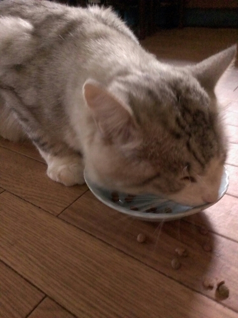 口コミ：§　～愛猫の吐き戻しでお悩みの方へ～銀のスプーン食事の吐き戻しを軽減するフード　§の画像（8枚目）