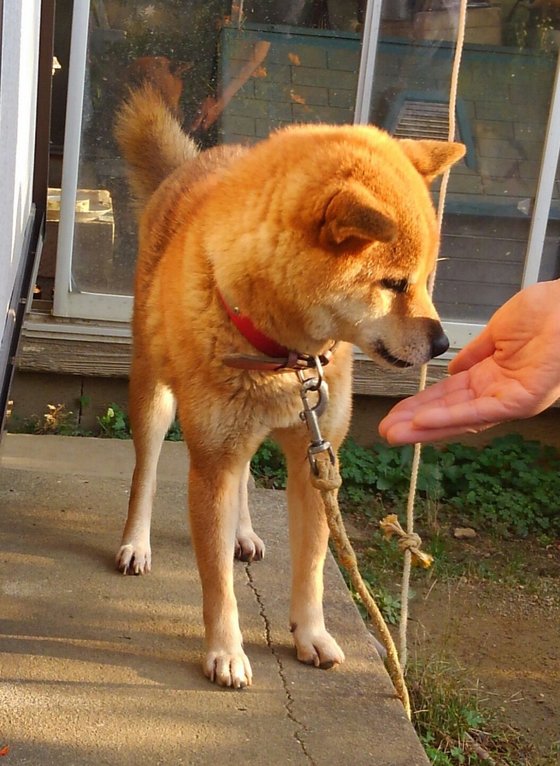 口コミ：口の小さなワンちゃんにも🐶プロフェッショナルバランス超小粒の画像（3枚目）