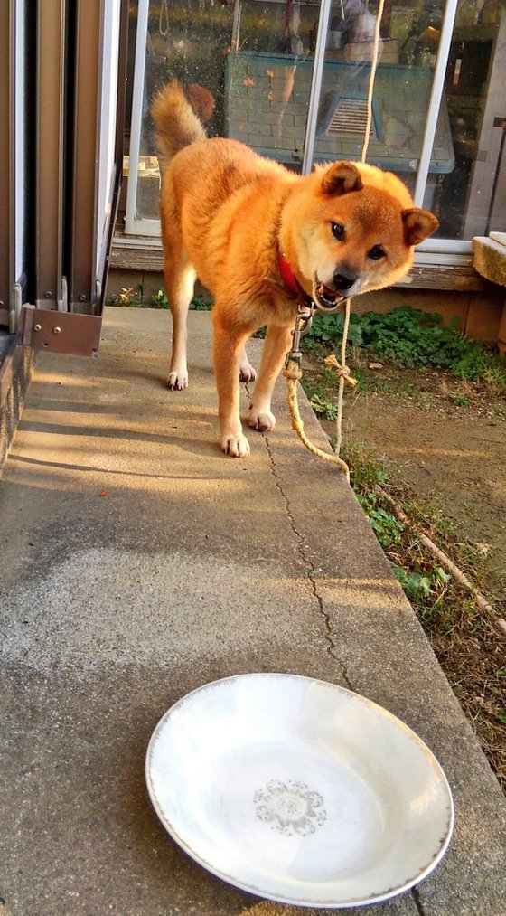 口コミ：口の小さなワンちゃんにも🐶プロフェッショナルバランス超小粒の画像（9枚目）