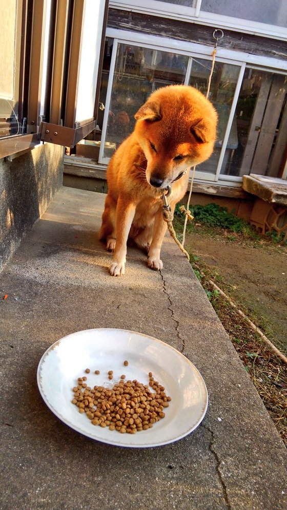 口コミ：口の小さなワンちゃんにも🐶プロフェッショナルバランス超小粒の画像（6枚目）