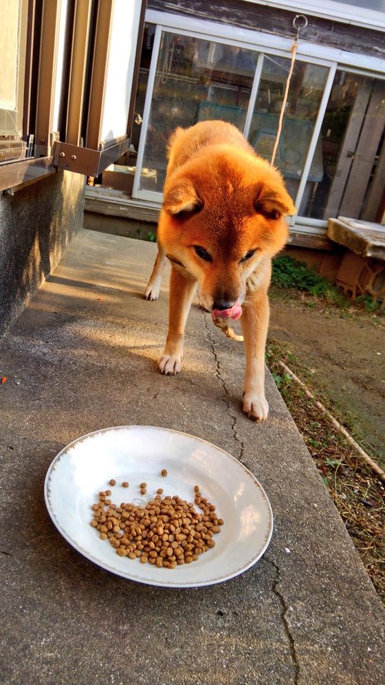 口コミ：口の小さなワンちゃんにも🐶プロフェッショナルバランス超小粒の画像（7枚目）