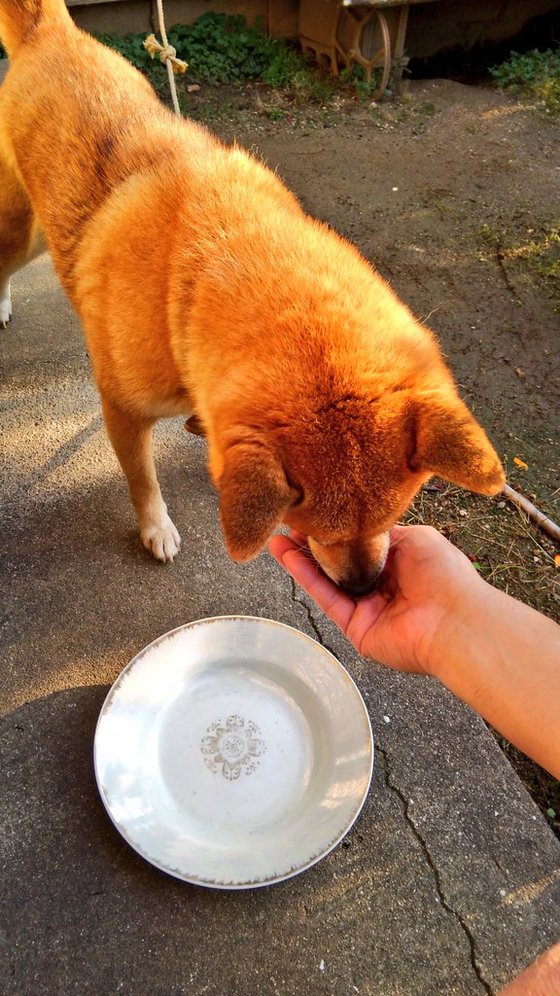 口コミ：口の小さなワンちゃんにも🐶プロフェッショナルバランス超小粒の画像（5枚目）