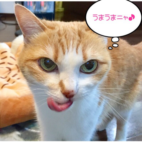 口コミ：ねこ姫 またたび ふりかけタイプの画像（8枚目）