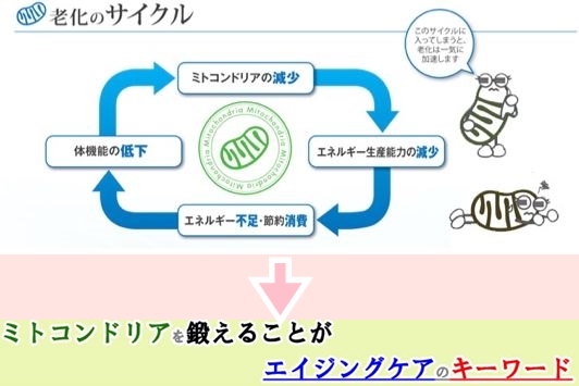 口コミ：ミトコンサプリP3　口コミの画像（2枚目）