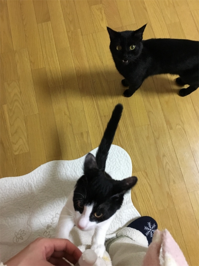 口コミ：またたび ねこ姫の画像（4枚目）