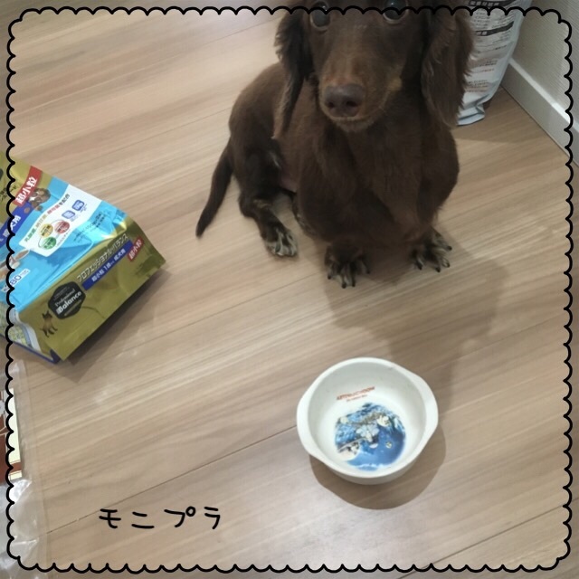 口コミ：*☆*:;;;:*☆プロフェッショナル・バランス超小粒　成犬用　800ｇ☆*:;;;:*☆*の画像（7枚目）