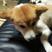 愛犬