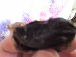 口コミ：青森県産熟成黒にんにく《源喜の一粒》を食べてみました。の画像（3枚目）