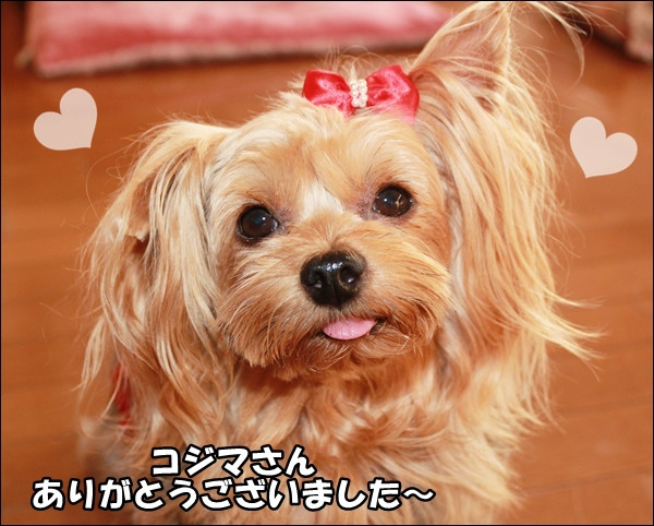 口コミ：
  【プロフェッショナル バランス 1歳から成犬用 超小粒/800g】
の画像（18枚目）