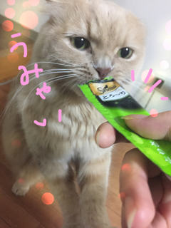 口コミ：【当選】シーバ とろ～り メルティ　ねこちゃんと一緒に遊びながら★の画像（3枚目）