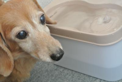 口コミ：愛犬にもキレイなお水を！　プレアクア ドッグウォーターファウンテンの画像（10枚目）