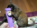 口コミ：猫モニター：シーバ とろ～り メルティの画像（3枚目）