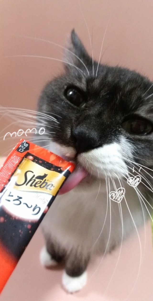 口コミ：猫ちゃんにシーバとろ～りメルティをあげてみた☆の画像（1枚目）
