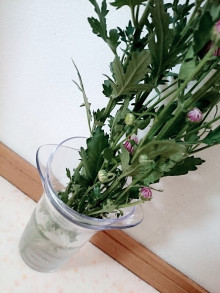口コミ：
  植物を美しく飾る水耕栽培容器「デコレア バルブベース」
の画像（9枚目）