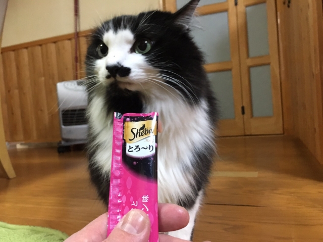 口コミ：猫ちゃんと遊べるおやつシーバ　モニター報告です。の画像（5枚目）