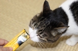 口コミ：ネコたちの美味しいおやつ「シーバとろ～りメルティ」 | ＮＥＣＯといっしょに暮らしています♪ - 楽天ブログの画像（1枚目）