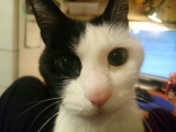 口コミ記事「ナナも癒される♡ひのきの猫砂7L」の画像