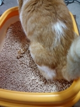 口コミ：ひのき香る 猫ちゃん用トイレ砂の画像（2枚目）