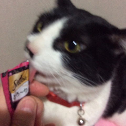 口コミ：～ネコちゃんと一緒に遊べるおやつ～シーバ とろ～り メルティ☆の画像（10枚目）