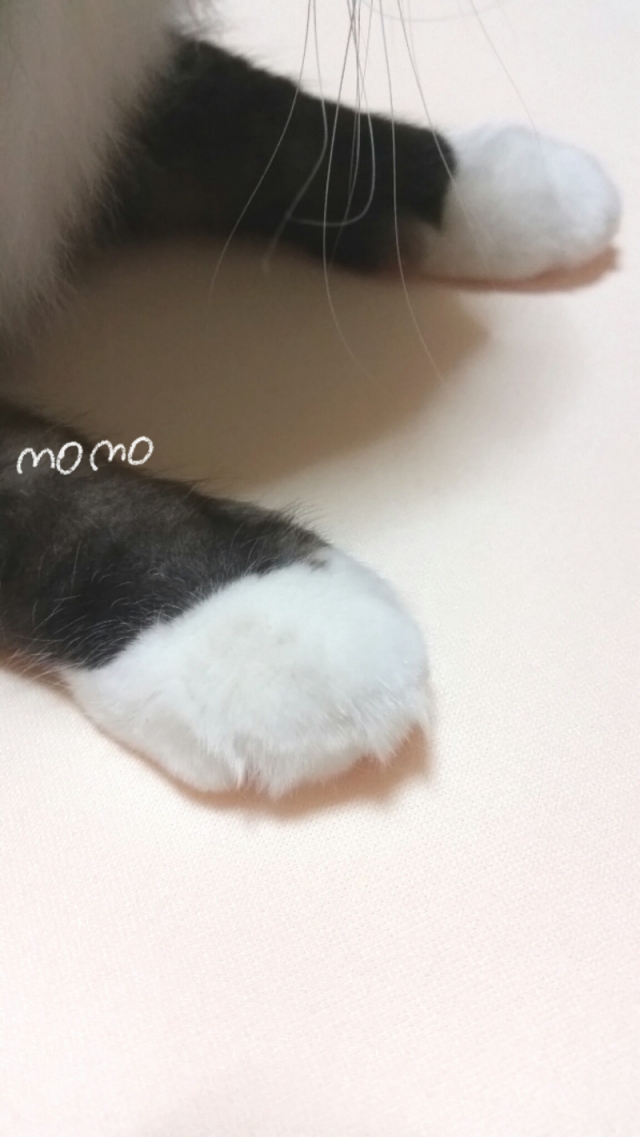 口コミ：シンカベッドパッドフロート×猫(=^・ω・^=)の画像（7枚目）
