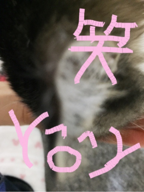口コミ：猫ちゃんとの愛が深まる♡シーバ とろ～り メルティの画像（5枚目）