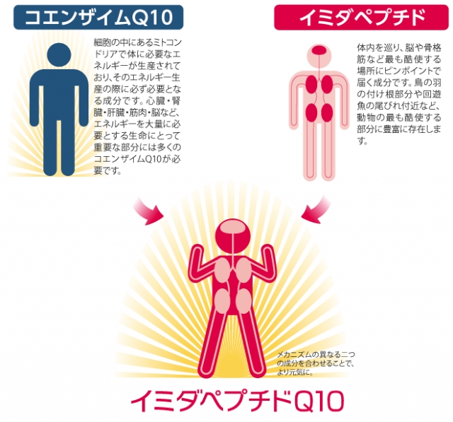 口コミ：疲労対策&エイジングケアの決定版♡イミダペプチドQ10の画像（2枚目）