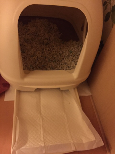 口コミ：
  脱臭ゼリーシーツで臭わない猫トイレ
の画像（3枚目）