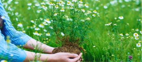 口コミ：みずみずしく保湿する、華密恋のボディミルクの画像（2枚目）