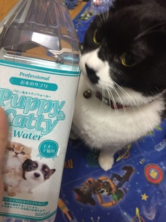 口コミ：お水のサプリで健康サポート☆パピィ&キャティウォーターの画像（2枚目）